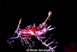 nudibranco by Scozio Salvatore 
